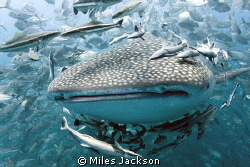 A beautiful Whale Shark gets swarmed by a huge school of ... by Miles Jackson 